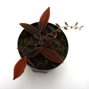 Marcgravia sp. "El Coca " [ ޥ륯ӥ sp. "륳 " ] PN220306-06 