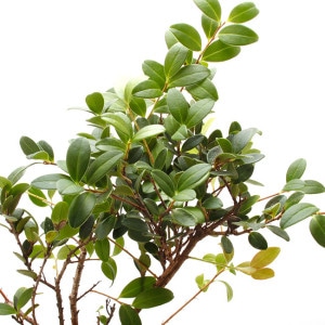 Vaccinium emarginatum[ ѥɥꥳ/Х ]1ݥåȡ ĥĥʤβ 