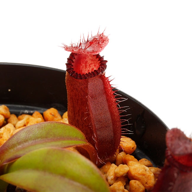 Nepenthes hamata × edwardsiana [ Clone:AW-Nx_hamXed-17