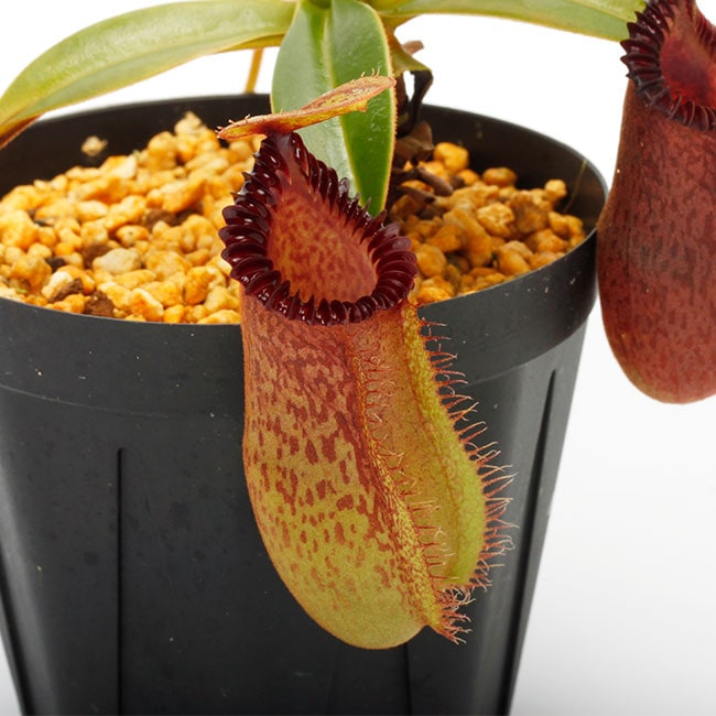 【育て易い】ネペンテス エドワードシアナ交配種 大株 ウツボカズラ 育て易い】ネペンテス エドワードシアナ交配種 大株