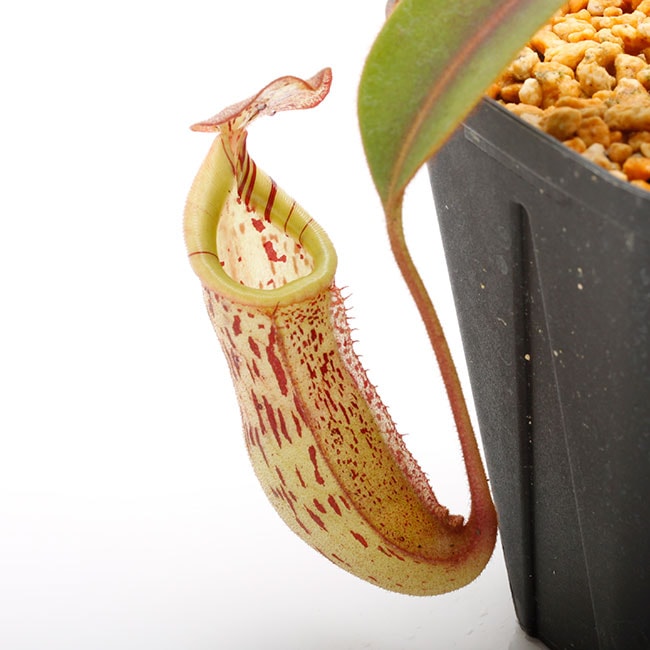 Nepenthes burbidgeae 'Pig hill' 食虫植物 最終 N.burbidgeae