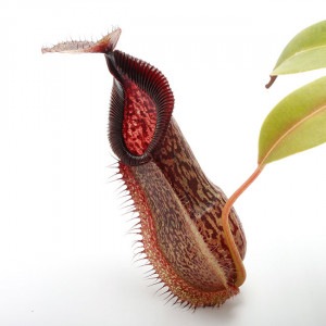 Nepenthes spathulata x hamata��[ �ͥڥ�ƥ������ѥ��饿�ߥϥޥ� ]���� Borneo Exotics / BE-3793 �ۡ� PN220405-12 ��