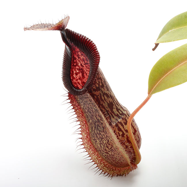 Nepenthes spathulata x hamata [ ネペンテス・スパスラタ×ハマタ
