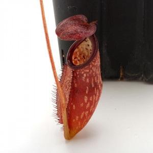 Nepenthes hamiguitanensis��[ �ͥڥ�ƥ����ϥߥ������ͥ󥷥� ]���� PN220405-13 ��