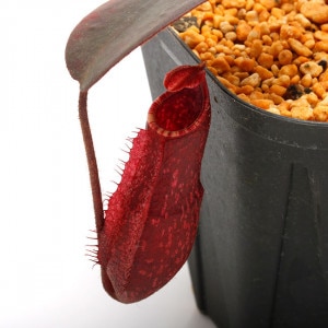 Nepenthes peltata��[ �ͥڥ�ƥ����ڥ륿�� ]���� Borneo Exotics / BE-3464 �ۡ� PN220405-14 ��
