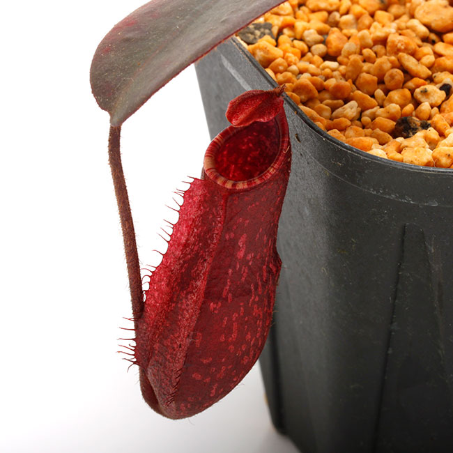 Nepenthes peltata [ ネペンテス・ペルタタ ] 【 Borneo Exotics / BE