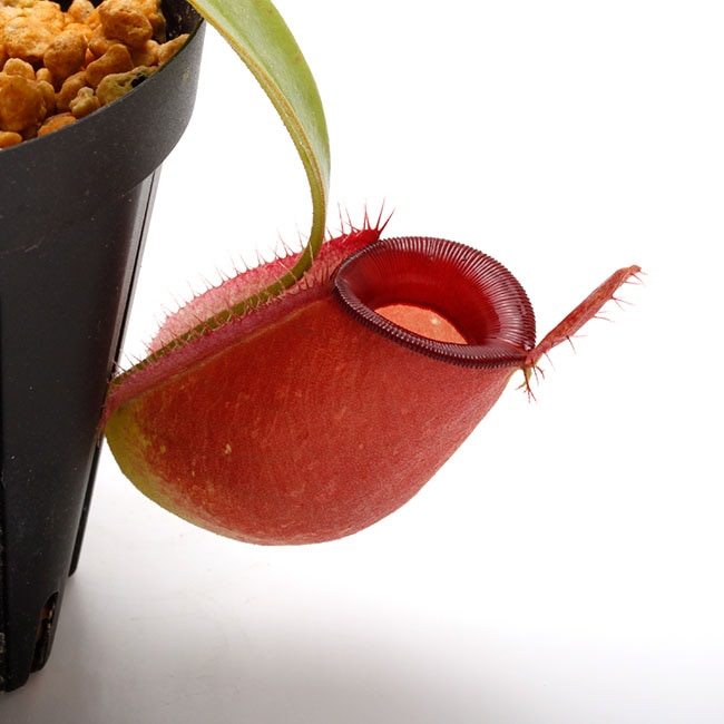 食虫植物　ネペンテス　アンプラリア　斑入り　初根　初芽済み 食虫植物 ネペンテス アンプラリア 斑入り 初根 初芽済み 【公式通販】
