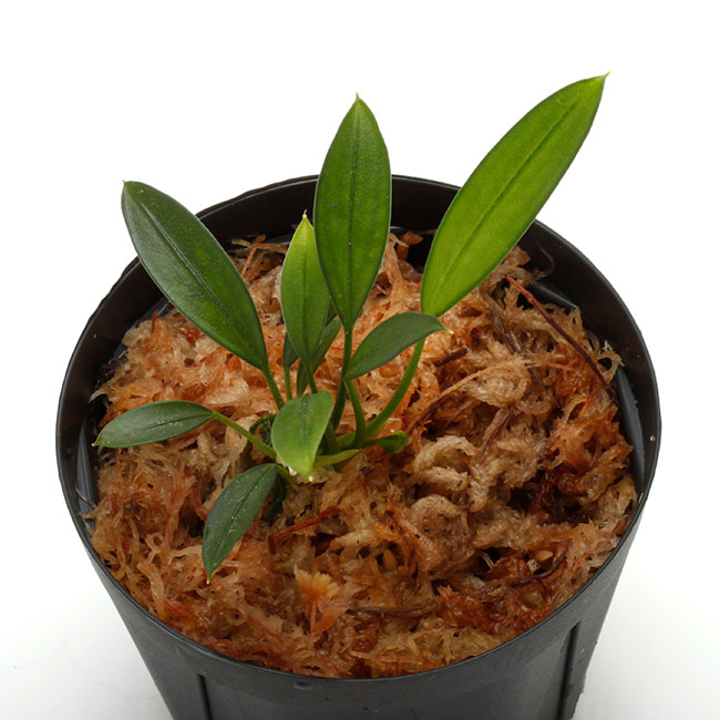 水草 Aridarum sp. Narrow Aridarum sp. Narrow