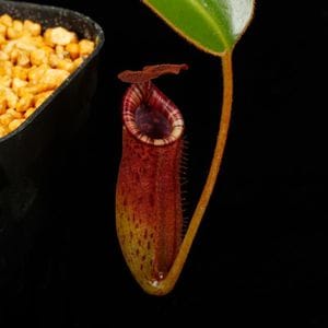 Nepenthes burbidgeae x lowii ��[ �ͥڥ�ƥ����С��ӥå����� x ���������� ]���� PN260728-05 ��