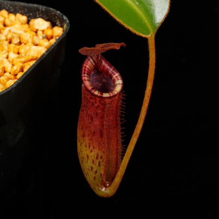 Nepenthes lowii 食虫植物 ネペンテス ローウィー Nepenthes burbidgeae x lowii [ ネペンテス・バービッジアエ x