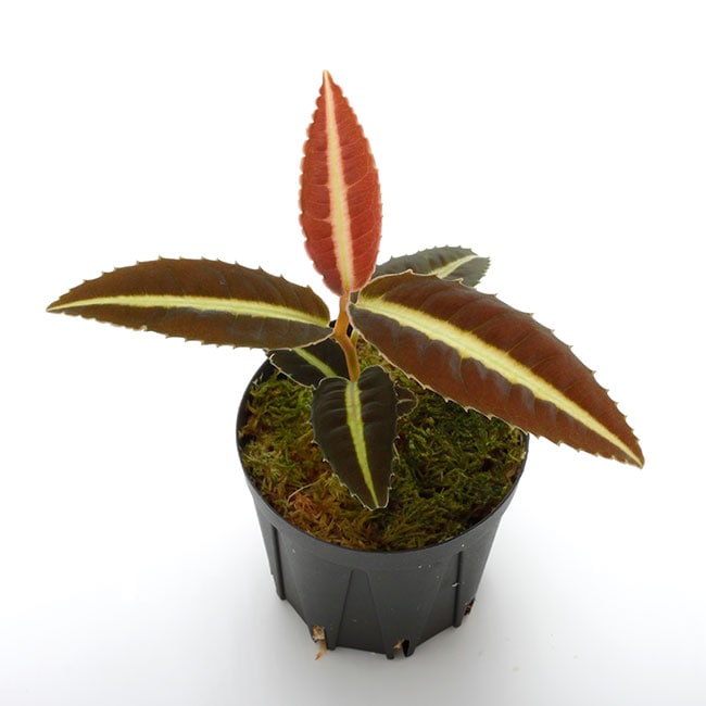 Labisia sp. 