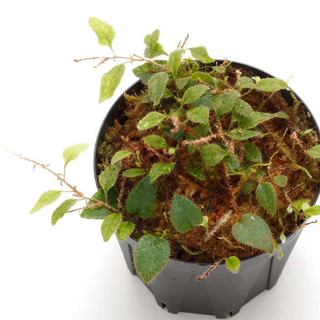 その他観葉植物 Microgramma tecta \