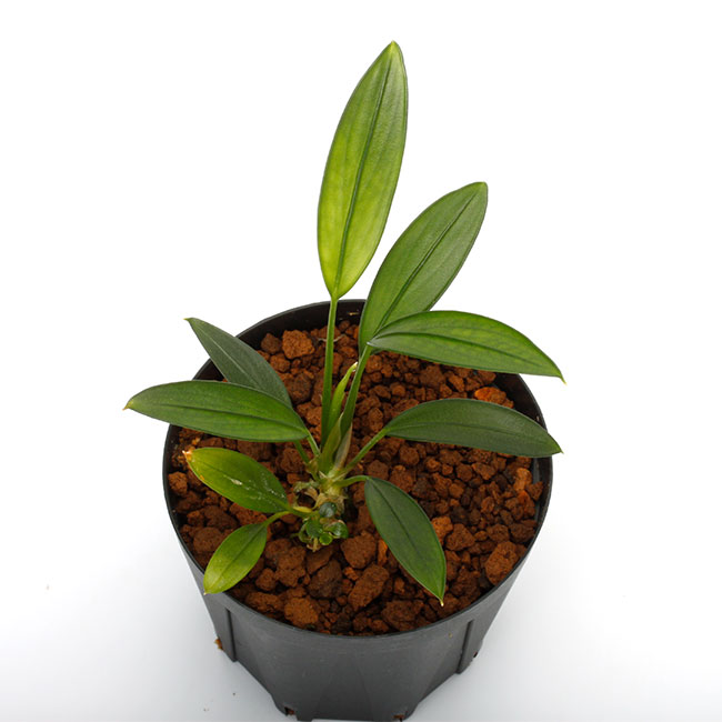 Aridarum persiai アリダルム　ペリサイ 旧 アリダルム ペリサイ Aridarum perisai🌱ジョセフィア