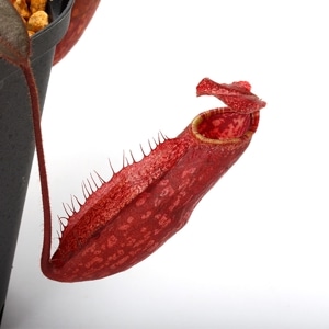 Nepenthes peltata��[ �ͥڥ�ƥ����ڥ륿�� ]���� Borneo Exotics / BE-3464 �ۡ� PN220606-15 ��