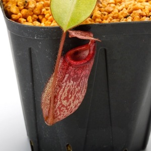 Nepenthes rajah x burbidgeae��( N. x ' alisputrana ' ) [ �ͥڥ�ƥ����饸�� x �С��ӥå����� (N. ���ꥵ�ץȥ�� ) ]���� Borneo Exotics / BE-3865 �ۡ� PN230907-07 ��