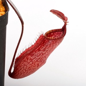 Nepenthes peltata��[ �ͥڥ�ƥ����ڥ륿�� ]���� Borneo Exotics / BE-3464 �ۡ� PN220804-13 ��