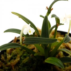 Dendrobium funiformis[ ǥɥӥࡦե˥եߥ ] PN220804-14 