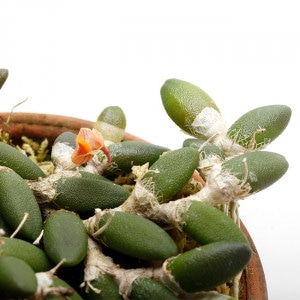 Dendrobium lichenastrum��[ �ǥ�ɥ��ӥ��ࡦ�ꥱ�ʥ��ȥ�� ]��1�ݥå�