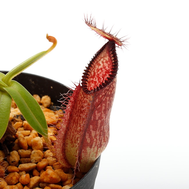食虫植物N. xtrusmadensis AW clone:3 Nepenthes（ネペンテス/ウツボカズラ）の商品一覧 | Y's Exotics