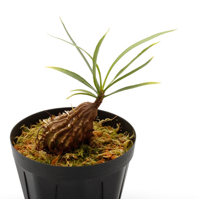 Myrmephytum longissimum (nomen nudum) (Nabire, Irian Jaya