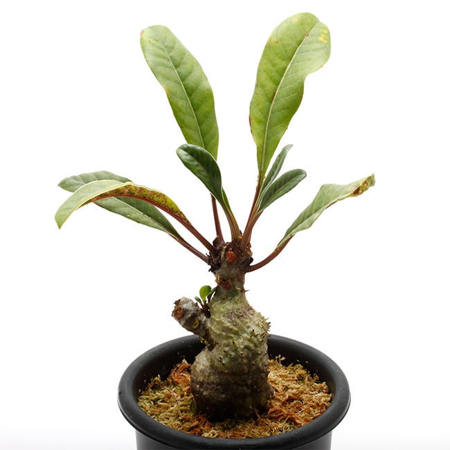 Myrmecodia spec. nov. (Mt. Kaindi, PNG) 【 PN220911-09 】 【 未