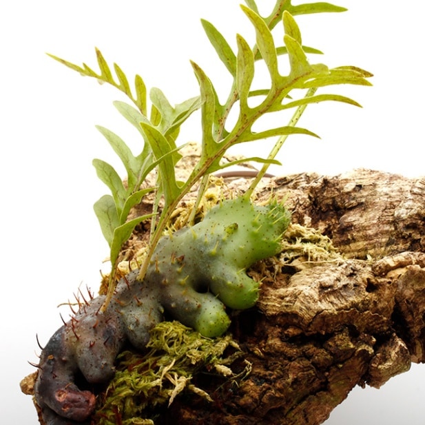 Lecanopteris holttumii [ レカノプテリス・ホルタミー ] 【 PN221106