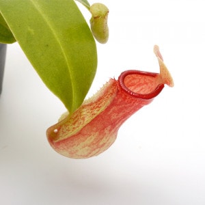 Nepenthes 'Gaya' ( N. ventricosa x maxima ) [ �ͥڥ�ƥ� ' ���� ' ]��1�ݥåȡ��� �ӥХꥦ�ࡢ�ѥ���ꥦ��˻Ȥ��䤹����ʪ ��