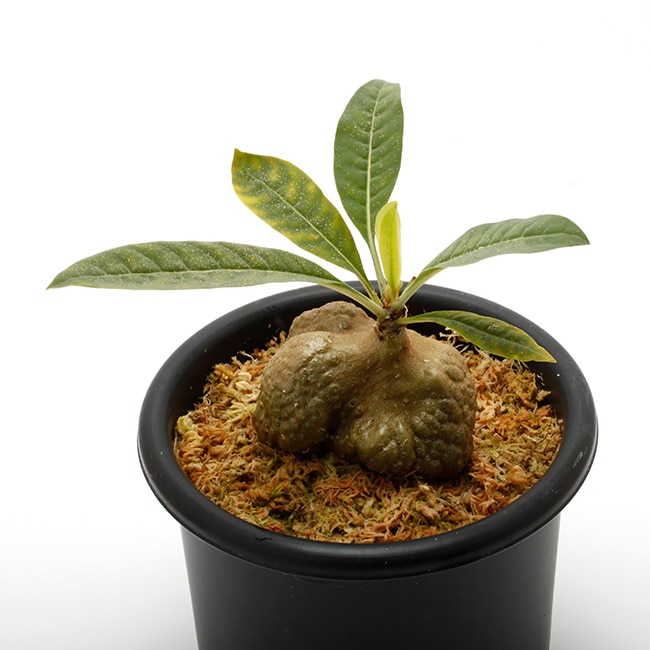 Hydnophytinae/アリノスダマの新属ではとされる種】 Hydonophytum