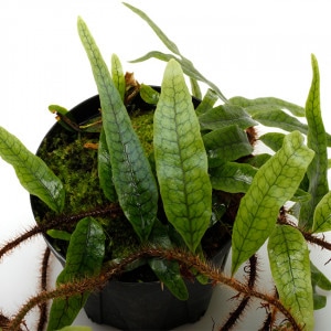 Microgramma lycopodioides [ �ߥ��������ޡ��ꥳ�ݥǥ������ǥ� ]���� PN221007-11 ��