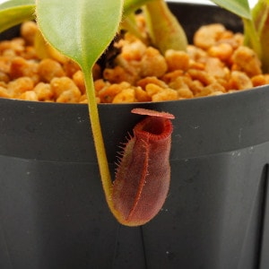 Nepenthes x trusmadiensis��[ �ͥڥ�ƥ����ȥ饹�ޥǥ����󥷥� ]���� PN221007-13 ��