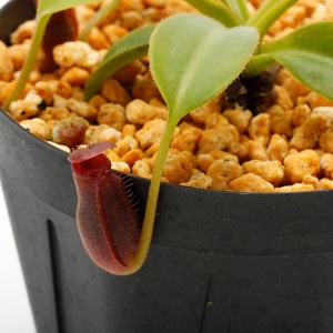 Nepenthes x trusmadiensis��[ �ͥڥ�ƥ����ȥ饹�ޥǥ����󥷥� ]���� PN221007-14 ��
