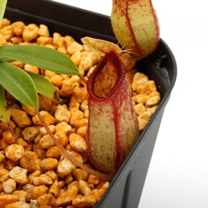 Nepenthes undulatifolia x hamata��[ �ͥڥ�ƥ�������ǥ��ƥ��ե��ꥢ x �ϥޥ� ]���� PN221007-16 ��