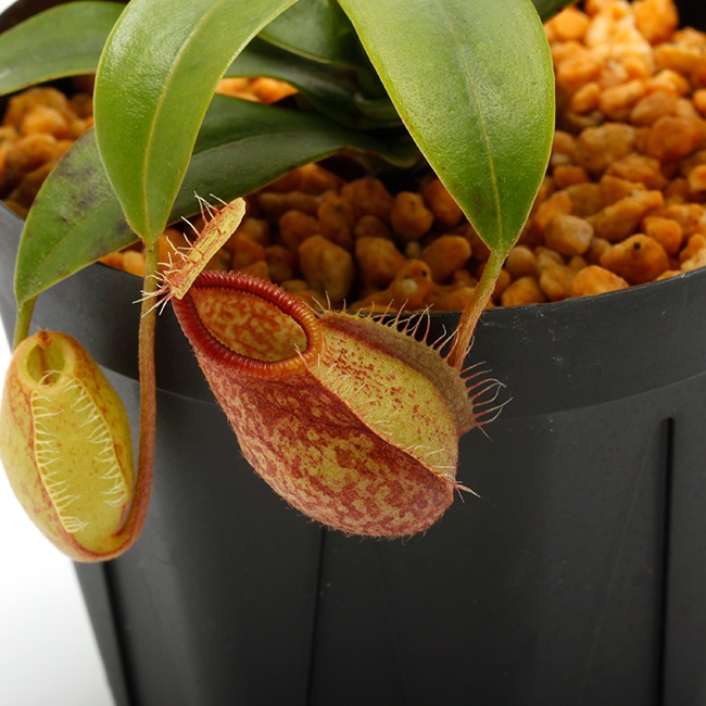 ネペンテス ハマタ Nepenthes hamata - ネペンテス