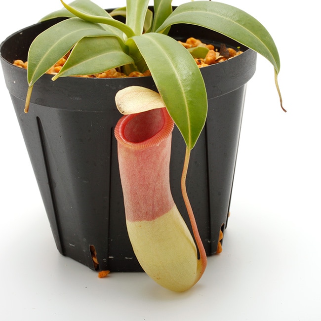 Nepenthes ventricosa 