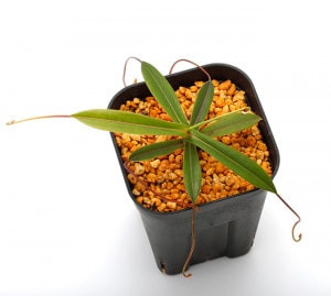 Nepenthes pitopangii (Ivory Colored Form)��[ �ͥڥ�ƥ����ԥȥѥ󥮡� ]���� PN221007-15 ��