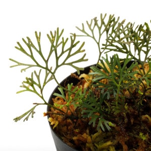 Elaphoglossum peltatum 