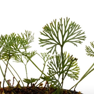 Elaphoglossum peltatum 