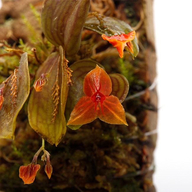 Lepanthes Sherry Bridygham ( Lths. calodictyon × Lths
