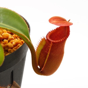 Nepenthes macrophylla / AW-N_macro.2��[ �ͥڥ�ƥ����ޥ����ե��� ]���� PN221021-16 ��
