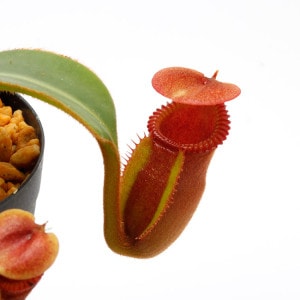 Nepenthes macrophylla / AW-N_macro.2��[ �ͥڥ�ƥ����ޥ����ե��� ]���� PN221021-17 ��