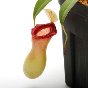 Nepenthes ventricosa 