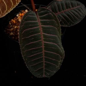 Labisia sp. 