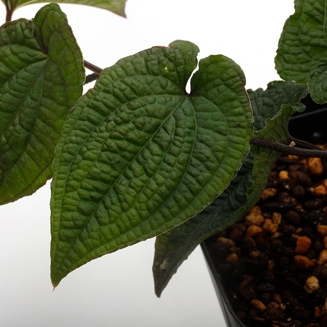 Anthurium clidemioides [ アンスリウム・クリデミオイデス