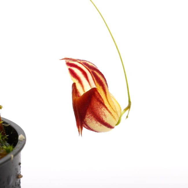 Lepanthes caprimulgus [ レパンテス・カプリマルガス ] 【 PN230108
