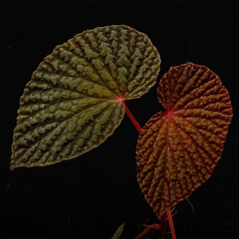 ベゴニア百科 ベゴニア・マソニアナ -Begonia masoniana-