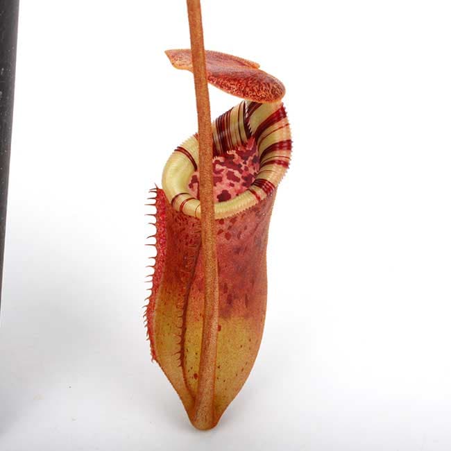 Nepenthes lowii 食虫植物 ネペンテス ローウィー Nepenthes burbidgeae x lowii [ ネペンテス・バービッジアエ x