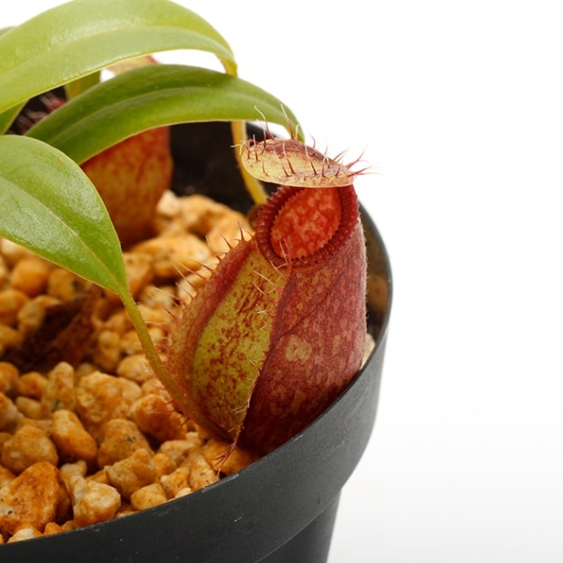 Nepenthes undulatifolia x hamata [ ネペンテス・ウンデュラティ