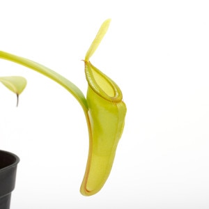 Nepenthes inermis / Gunung Gadut��[ �ͥڥ�ƥ������ͥ�ߥ� ]���� PN230118-10 ��