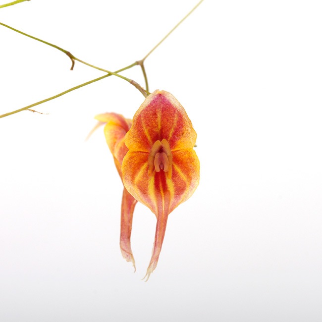 Lepanthes curiosa [ レパンテス・クリオーザ ] 【 PN230118-16