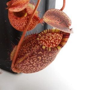 Nepenthes spectabilis (Giant) x undulatifolia / AW-Nx_specbhXundu.1 ��[ �ͥڥ�ƥ������ڥ����ӥꥹ�ߥ���ǥ��ƥ��ե��ꥢ ]���� PN230130-10 ��
